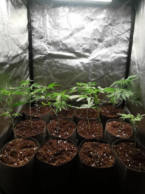 ZorroZ cuttings. Week 1