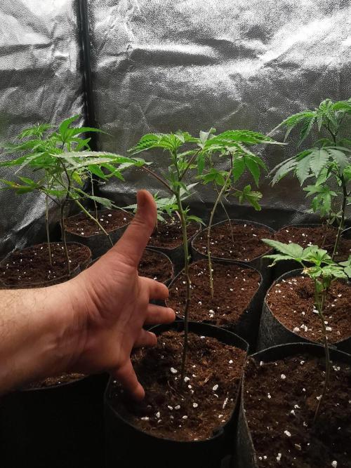 ZorroZ cuttings. Week 1