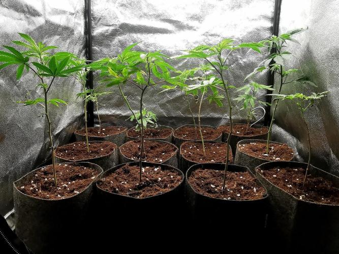 ZorroZ cuttings. Week 1
