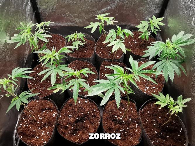 ZorroZ cuttings. Week 1