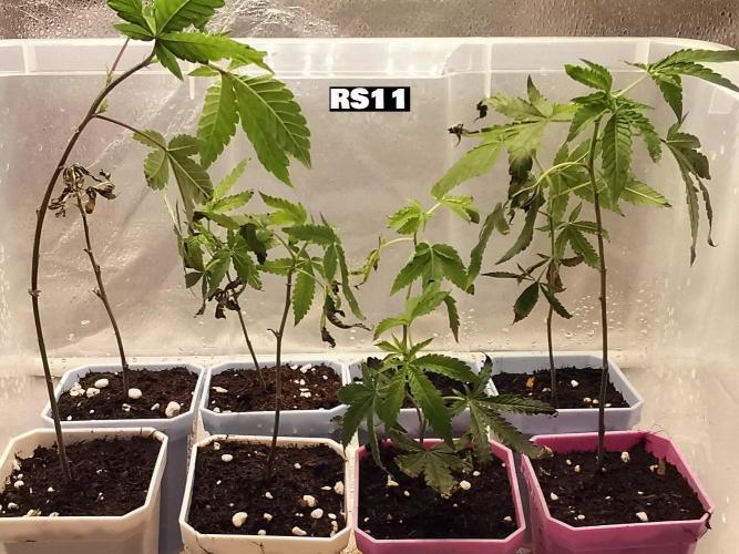 ZorroZ cuttings. Week 1