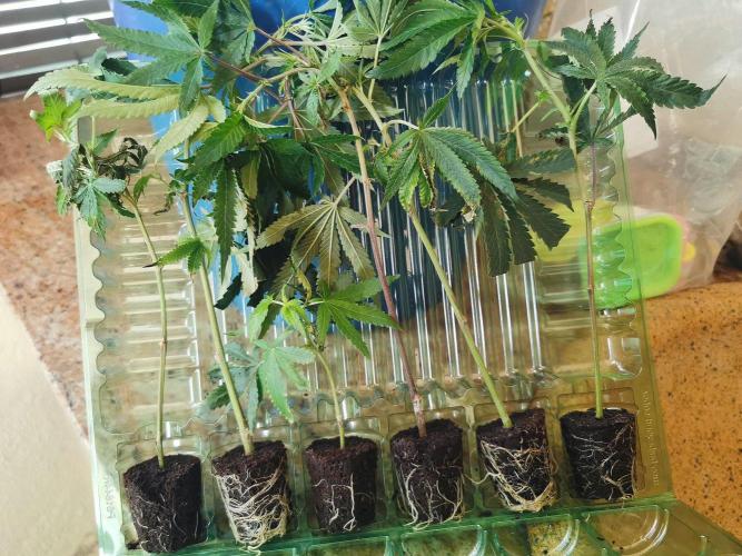 ZorroZ cuttings. Week 1