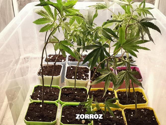 ZorroZ cuttings. Week 1