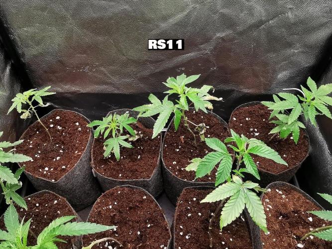 ZorroZ cuttings. Week 1