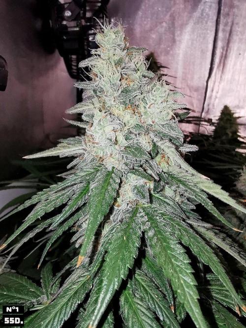 Fruit Punch. Week 14 - 55D Nº1