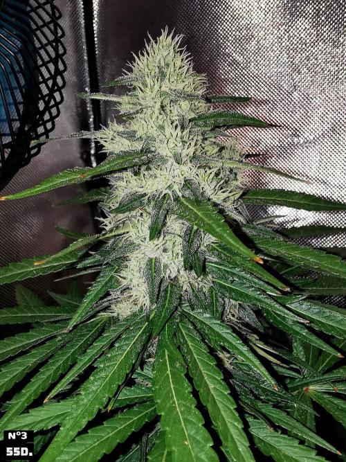 Fruit Punch. Week 14 - 55D Nº3