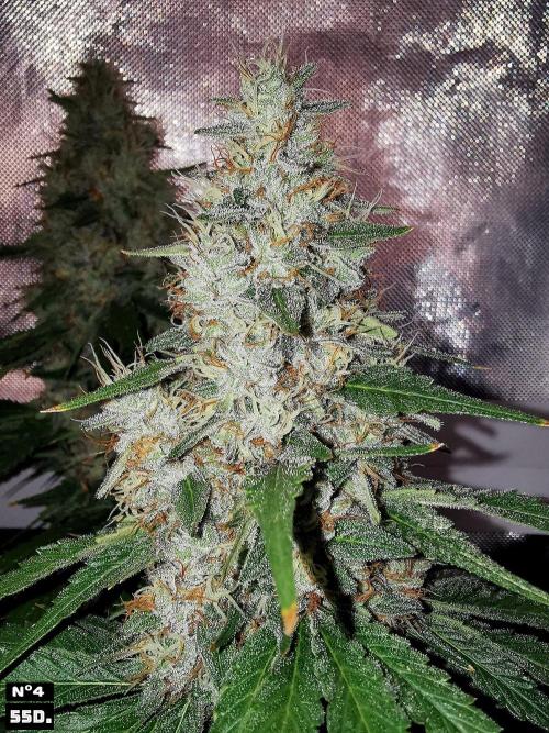 Fruit Punch. Week 14 - 55D Nº4