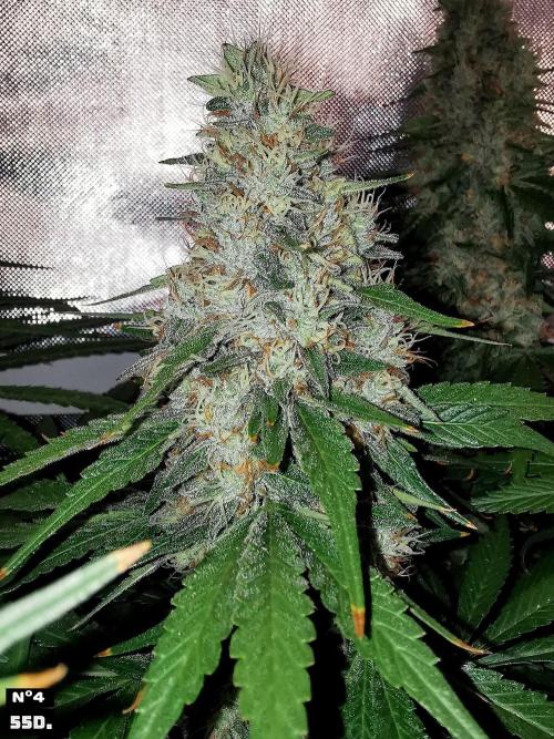Fruit Punch. Week 14 - 55D Nº4