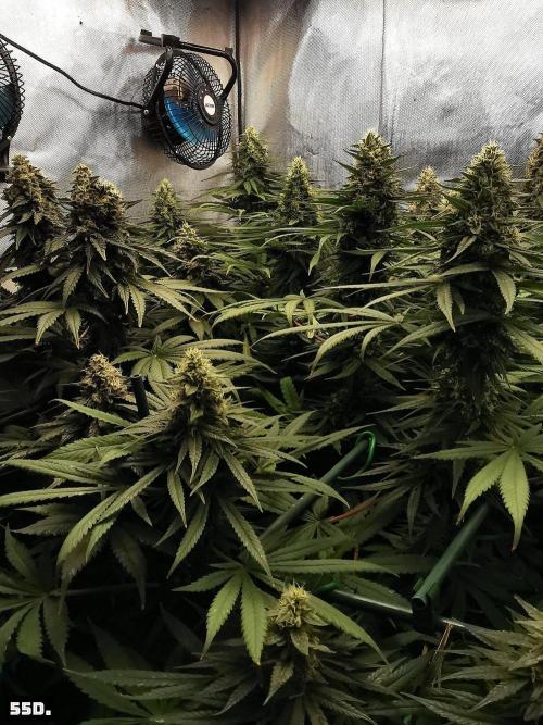 Fruit Punch. Week 14 - 55D