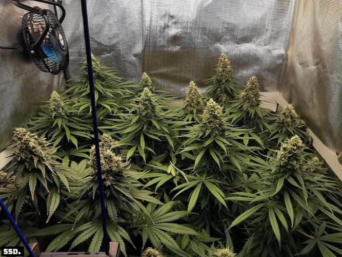 Fruit Punch. Week 14 - 55D