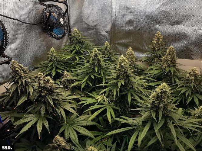 Fruit Punch. Week 14 - 55D