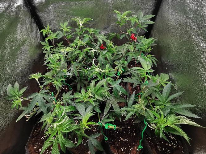 ZorroZ cuttings. Week 2