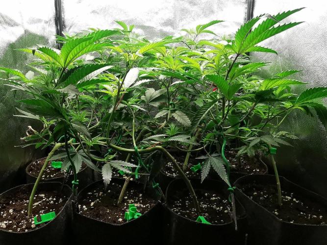 ZorroZ cuttings. Week 3