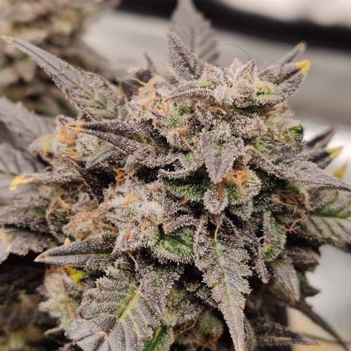 Strawberry gorilla glue autoflower wk16. Week 3