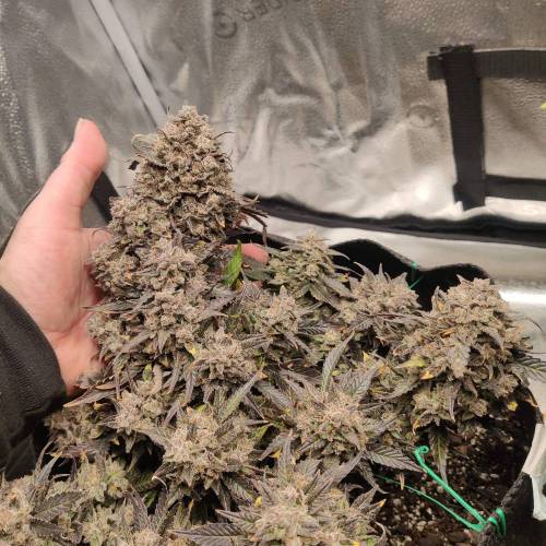 Strawberry gorilla glue autoflower wk16. Week 3