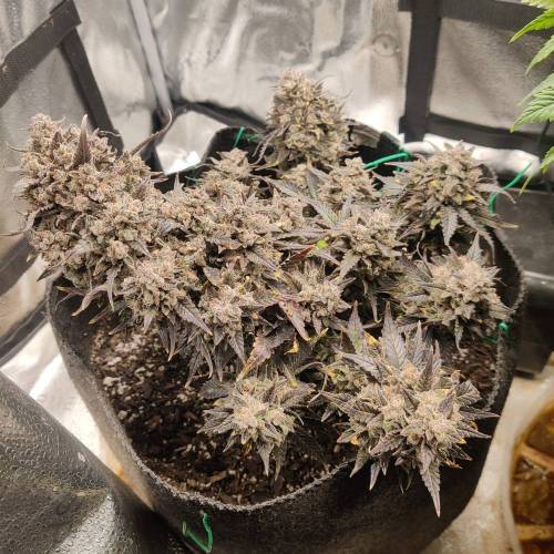 Strawberry gorilla glue autoflower wk16. Week 3