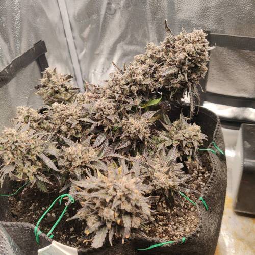 Strawberry gorilla glue autoflower wk16. Week 3