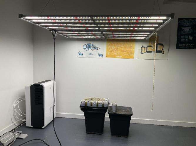 Strain Hunters GHS Co... Week 0