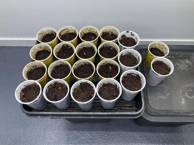 Strain Hunters GHS Co.. Week 1 - 10/01/26