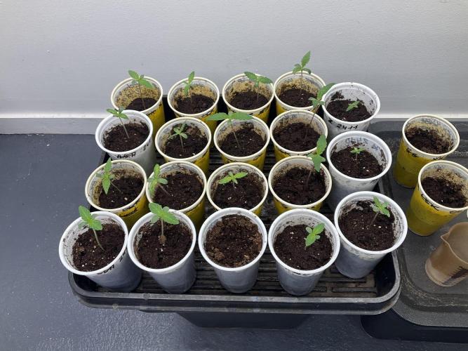 Strain Hunters GHS Co.. Week 1 - 17/01/26