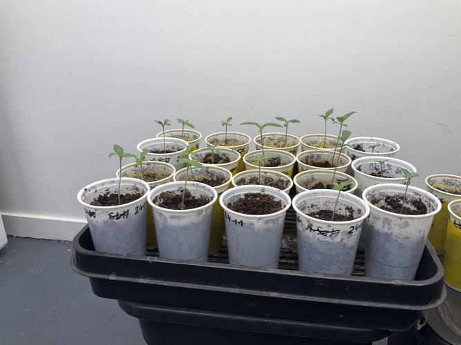 Strain Hunters GHS Co.. Week 1 - 17/01/26