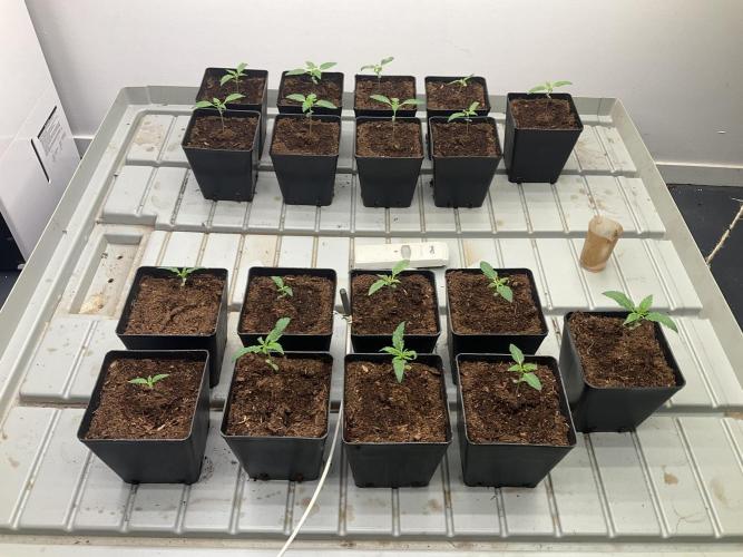 Green House Seed Co.. Week 2