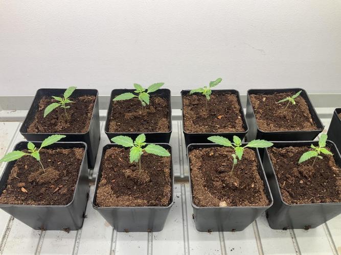 Green House Seed Co.. Week 2