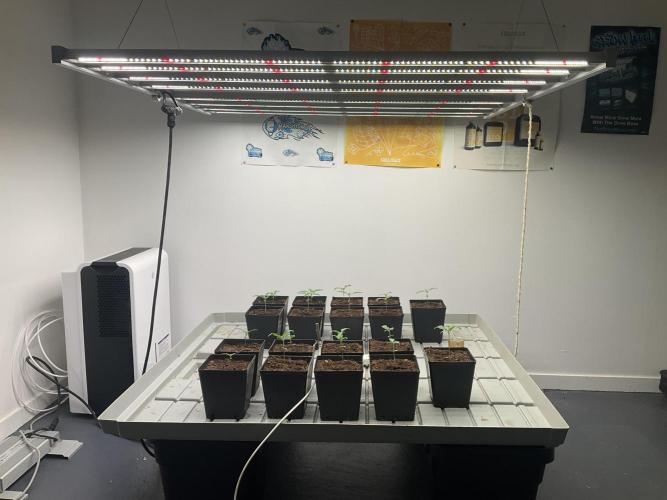 Green House Seed Co.. Week 2