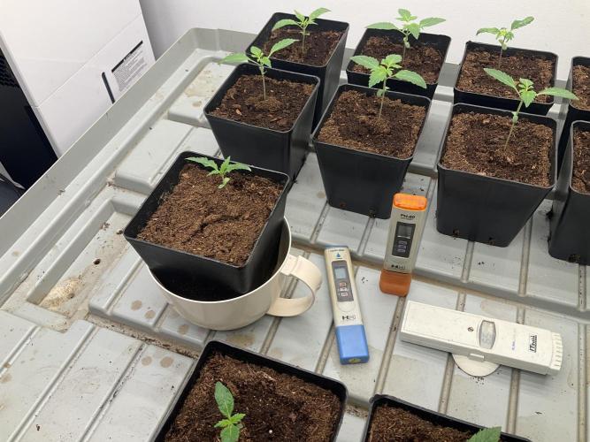 Green House Seed Co.. Week 3