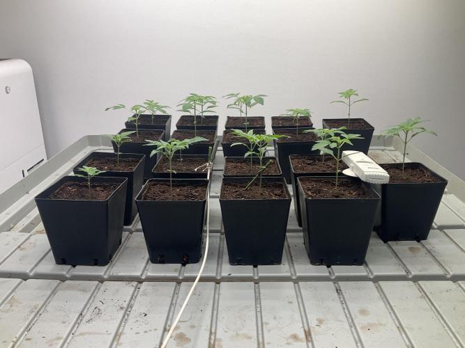 Green House Seed Co.. Week 3