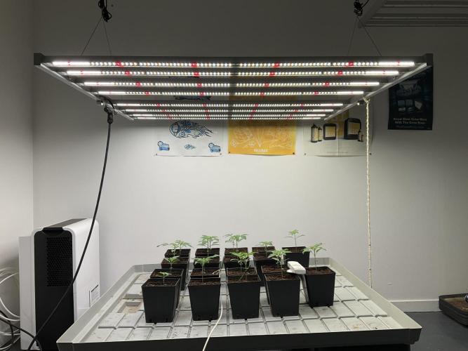 Green House Seed Co.. Week 3