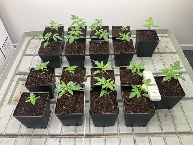 Green House Seed Co.. Week 4