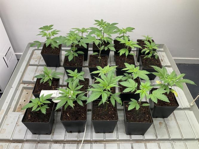 Green House Seed Co.. Week 4