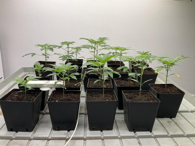 Green House Seed Co.. Week 4