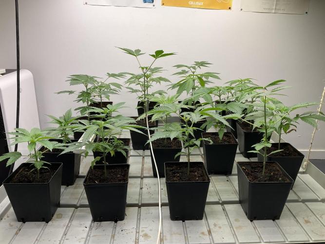 Green House Seed Co.. Week 5