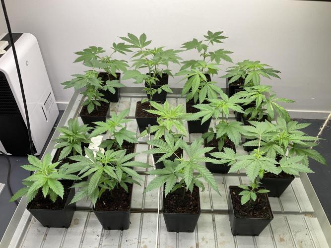 Green House Seed Co.. Week 6