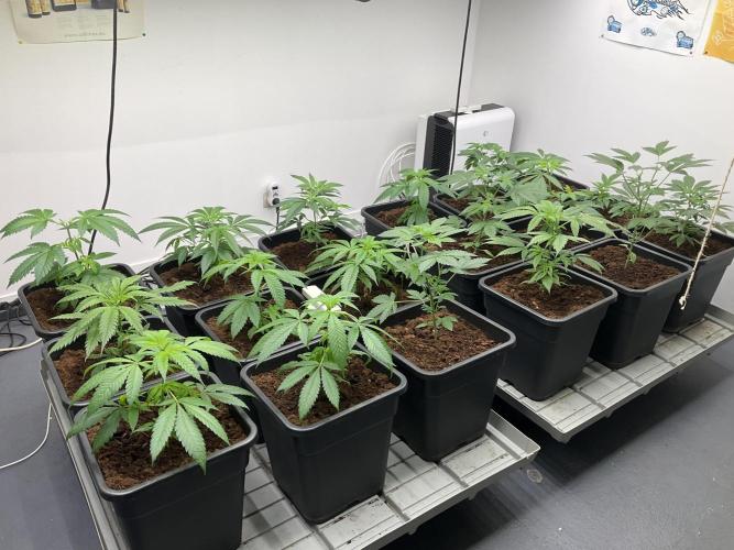 Green House Seed Co.. Week 6