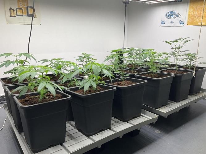 Green House Seed Co.. Week 6