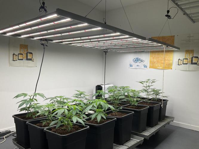 Green House Seed Co.. Week 6