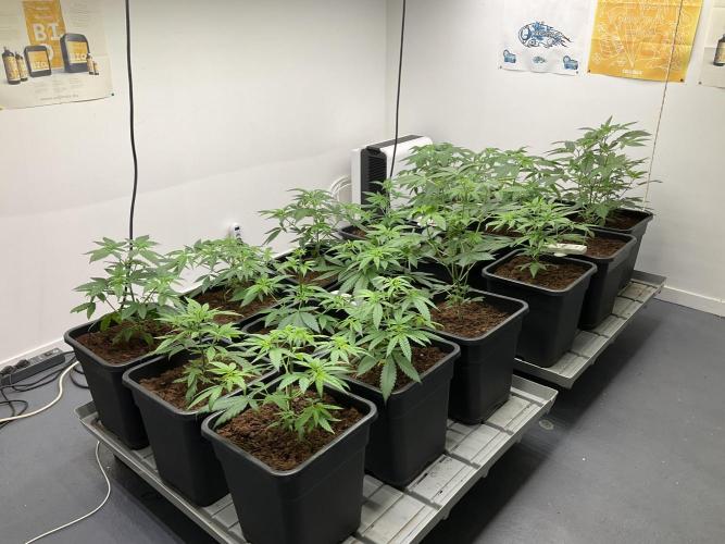 Green House Seed Co.. Week 7