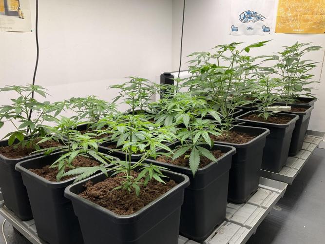 Green House Seed Co.. Week 7