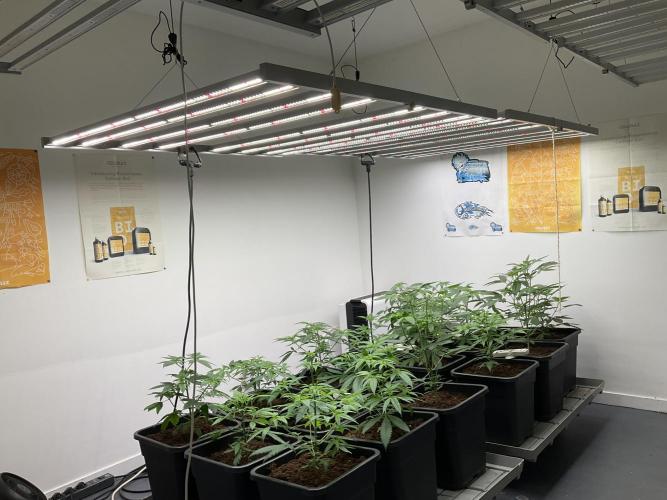 Green House Seed Co.. Week 7