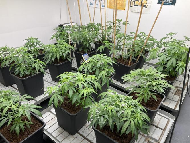 Green House Seed Co.. Week 8