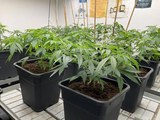Green House Seed Co.. Week 8