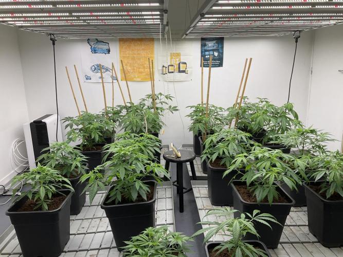 Green House Seed Co.. Week 8