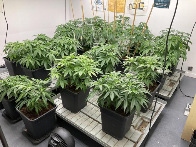 Green House Seed Co.. Week 9