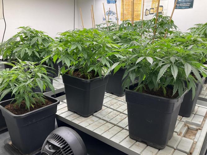Green House Seed Co.. Week 9
