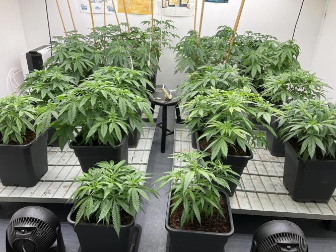 Green House Seed Co.. Week 9