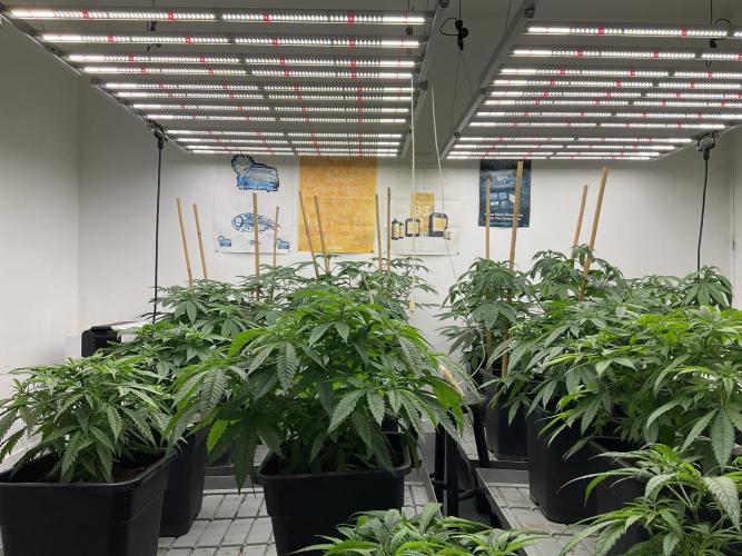 Green House Seed Co.. Week 9