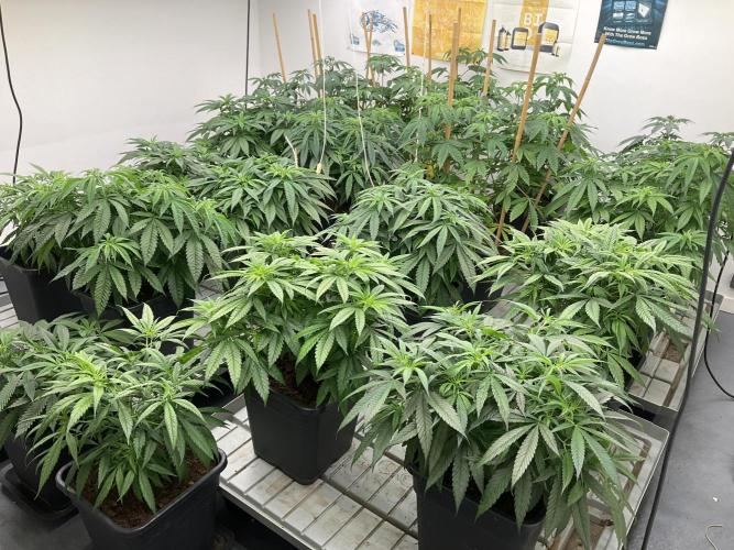 Green House Seed Co.. Week 10